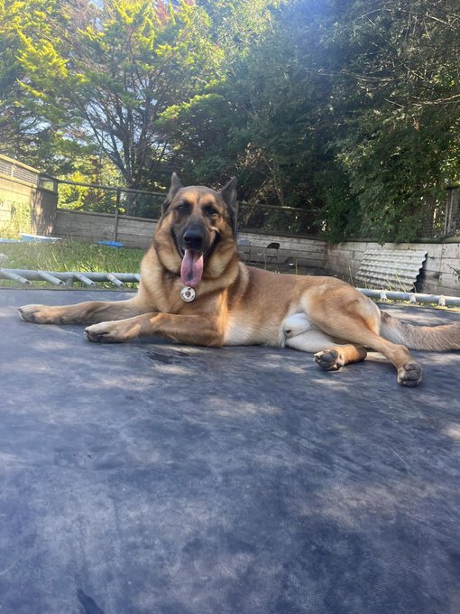 German Shepherd Rescue Elite ( GSRE ) tweet media