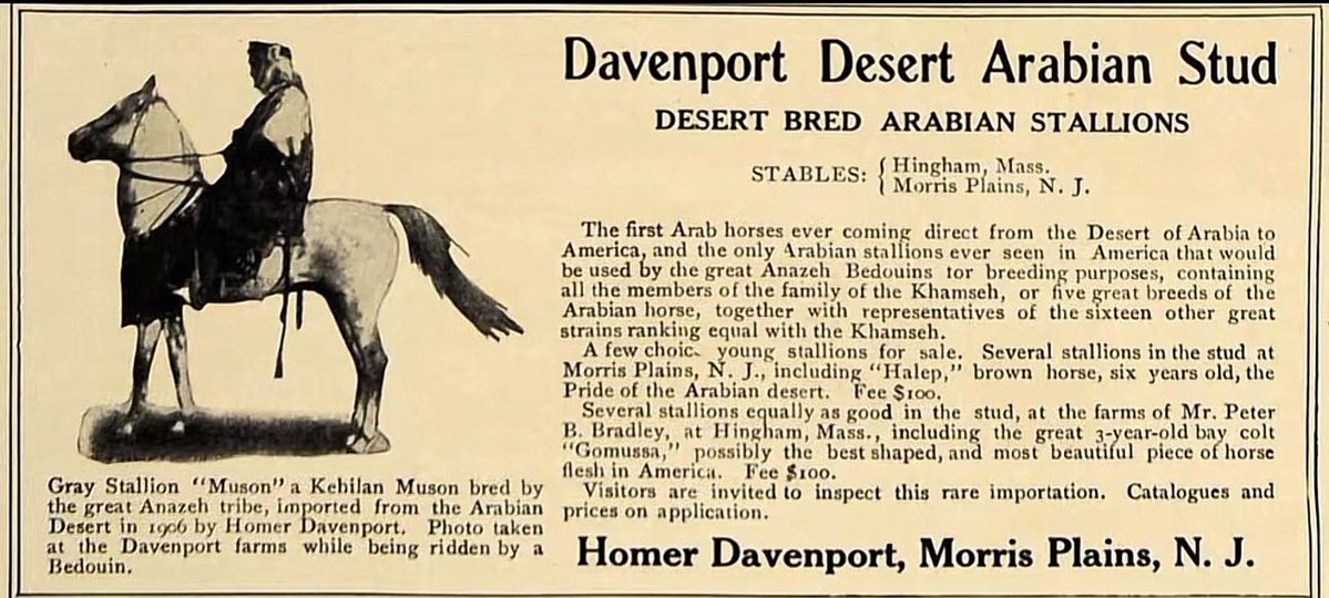 "HALEB" حالب
- من مرابط قبيلة عنزة 
- اول حصان عربي أصيل يصل الى الولايات المتحدة قادمًا من الصحراء العربية
- 1906م