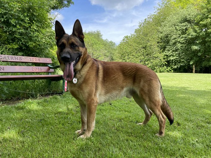 German Shepherd Rescue Elite ( GSRE ) tweet media