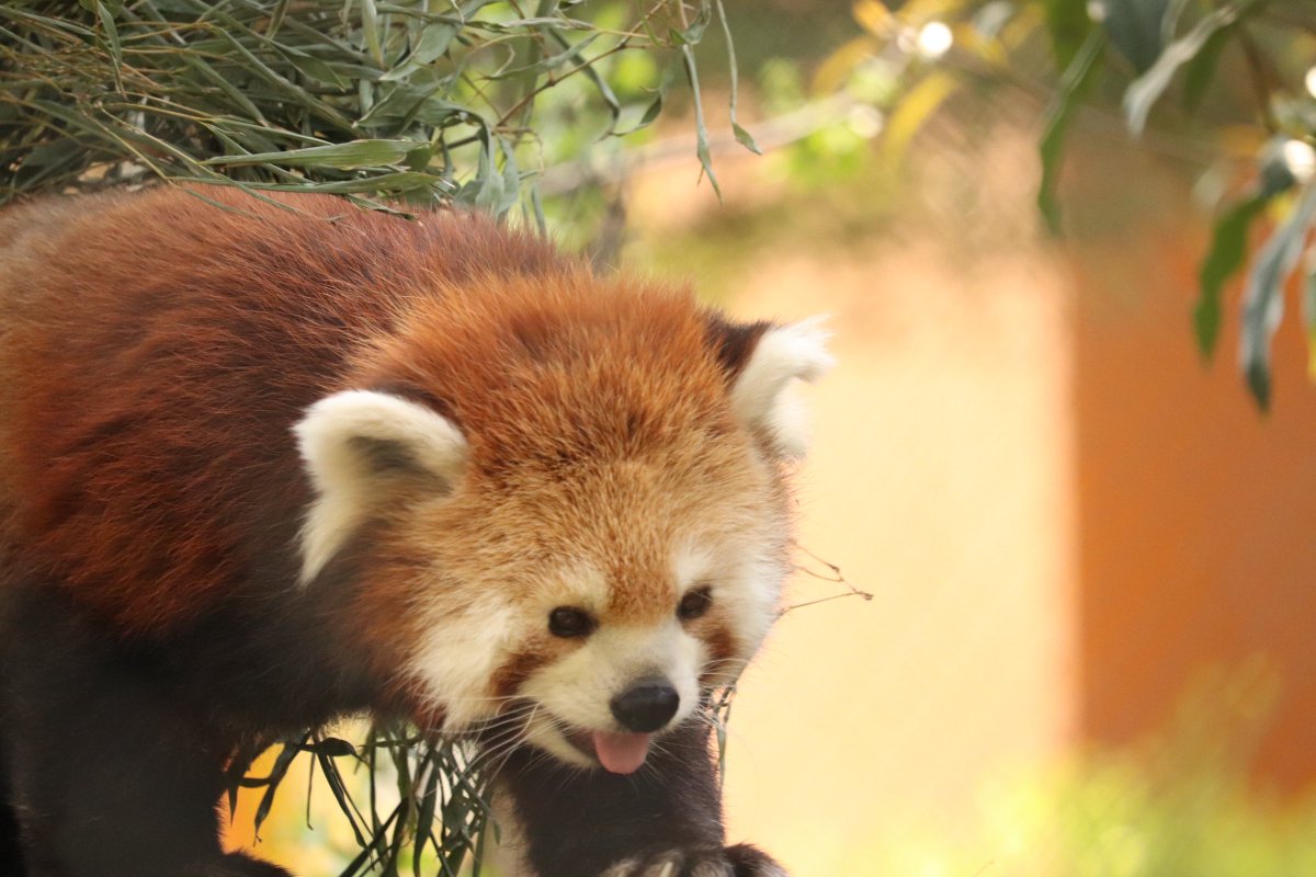 ちゃーはん tweet media