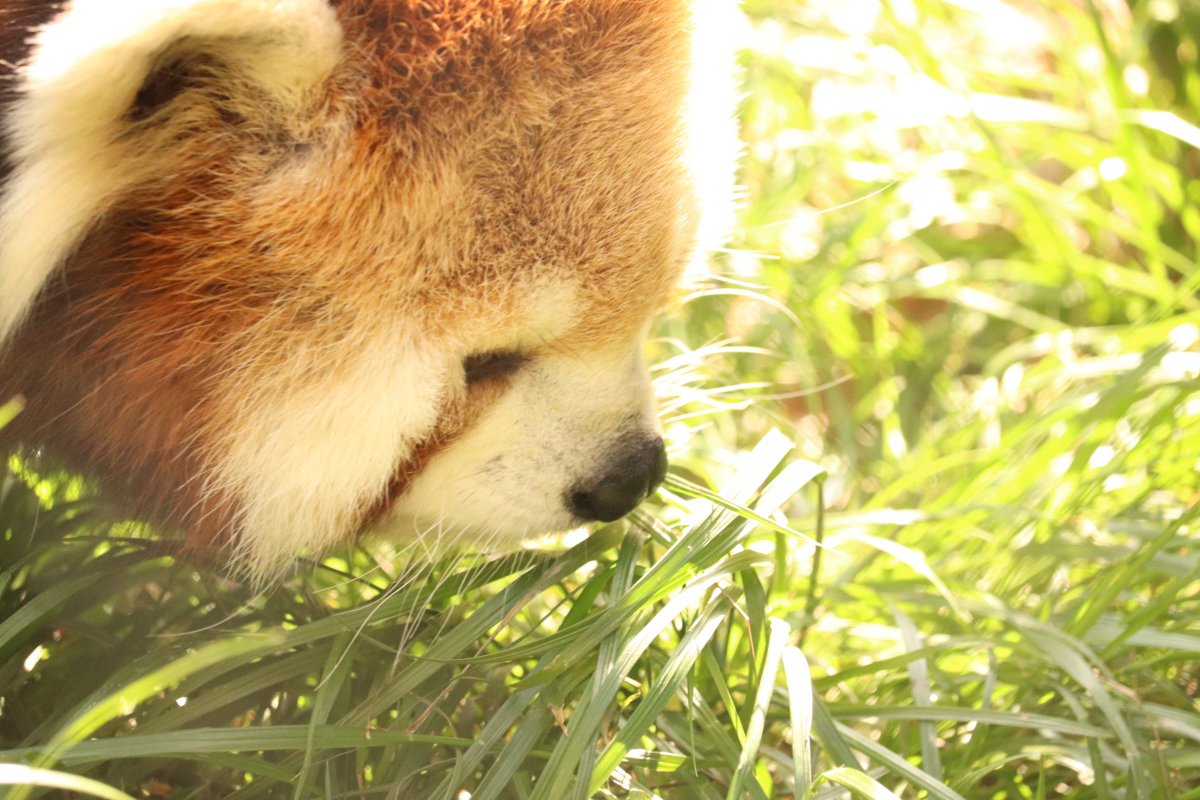 ちゃーはん tweet media