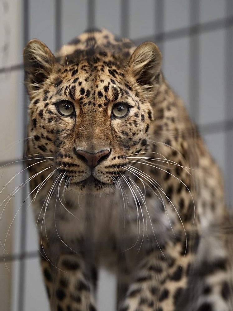 しろねこ tweet media