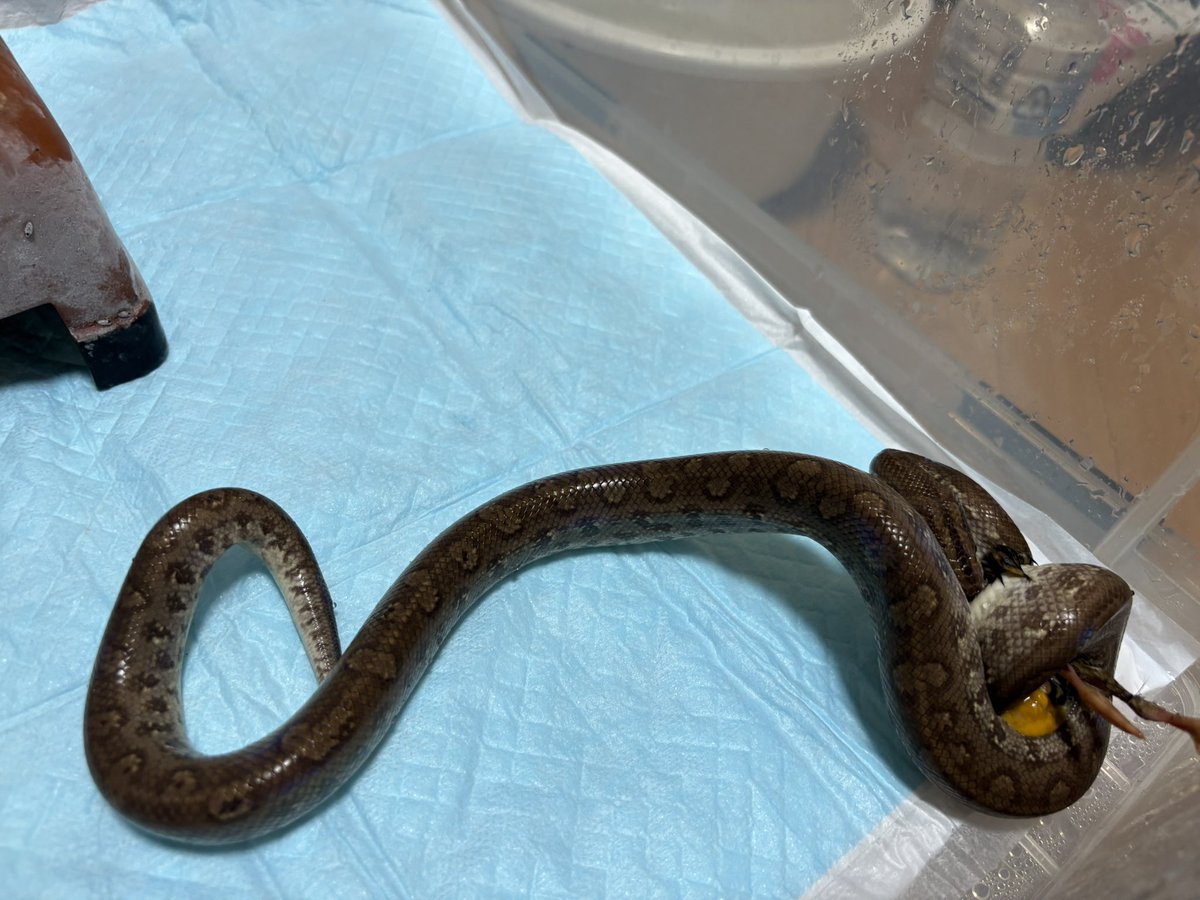 今日はボア、パイソンみんなご飯あげちゃうぜー🐍