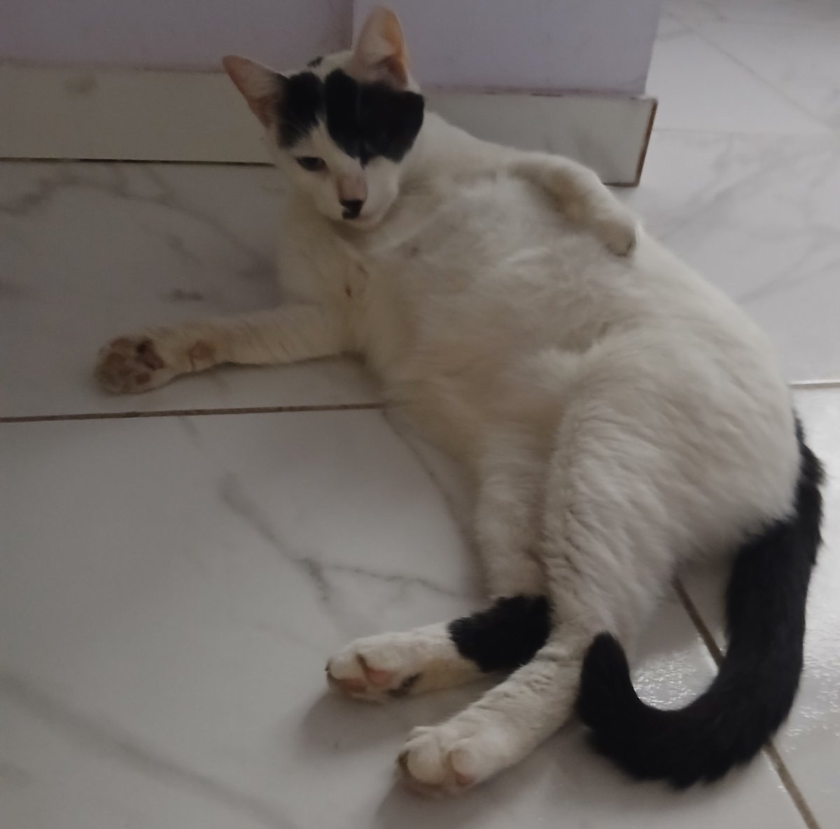 cata raal tweet media