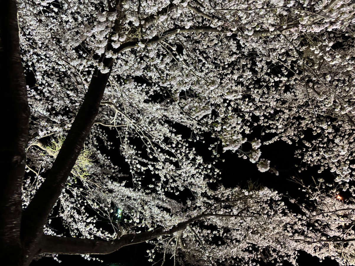 sharu_ist's tweet photo. 夜桜最高ですね〜
美しすぎる https://t.co/WpWcfPDSix