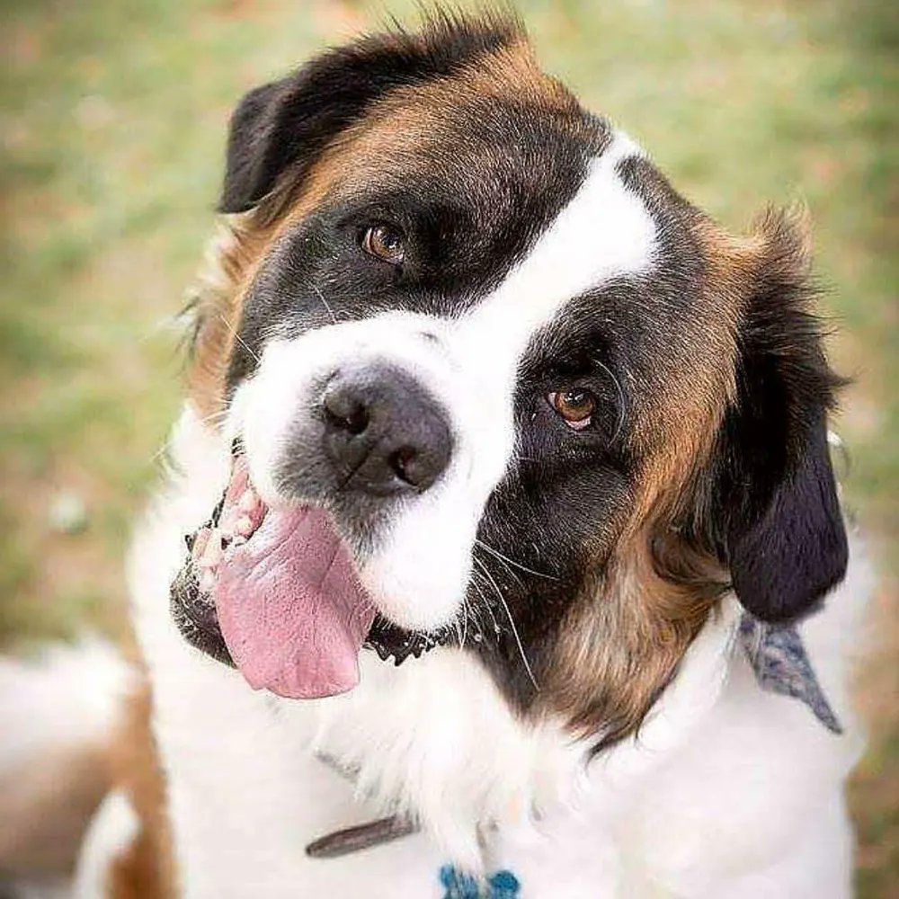 SunilKu583l3's tweet image. All it takes is a hug to make all your worries melt away
#TherapeuticPets #HeartwarmingMoments #DogGrooming #BigDogs