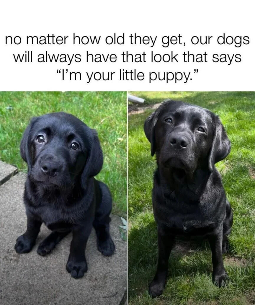 WholesomeMemes (@wholesomememe) on Twitter photo 