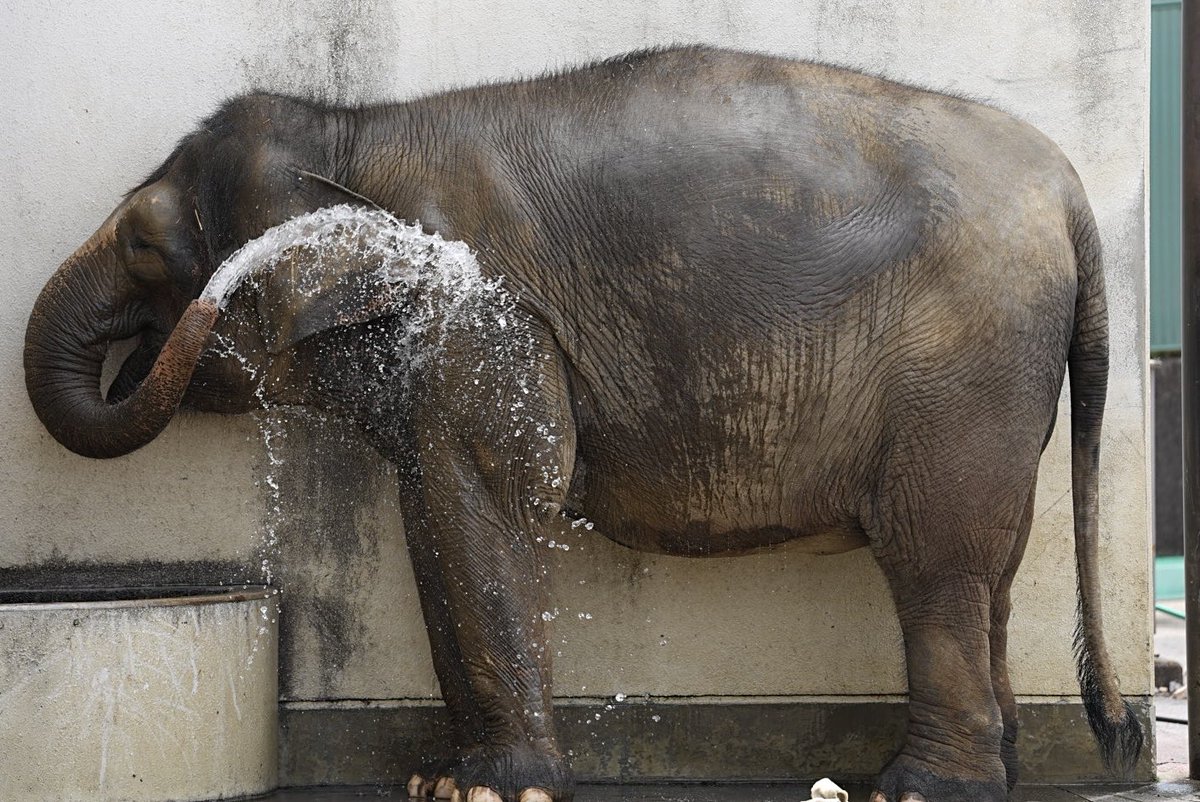 しろねこ tweet media