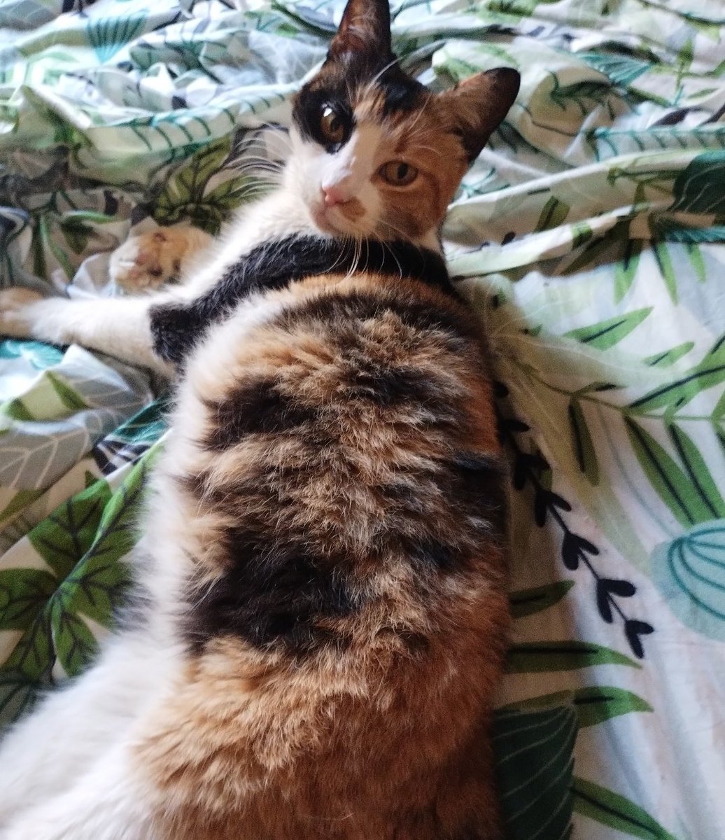 cata raal tweet media