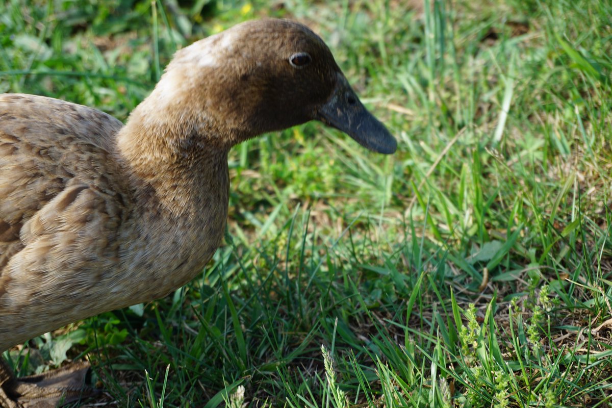 CharmIridescent's tweet image. On the farm we take care of bugs in many ways, praying mantis, Ladybugs, dragonflies and ducks. Most of our farm is powered by these little rooters. The crows follow them around and get what the ducks missed. I get a grub free yard, win-win!   ---NOT AI
#ducks #farmlife