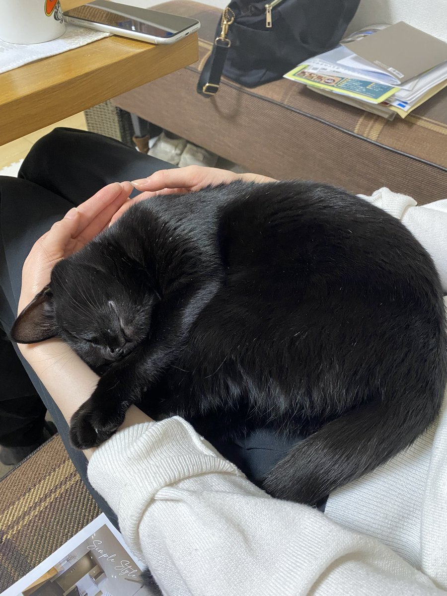 youpi🐈‍⬛黒猫 tweet media