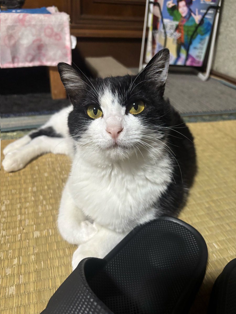 👩担当スタッフAより

【先月からトライアルのニャン
本日正式譲渡となりました】

トライアル1ヶ月❕️
🐈️頑張りました😂
里親様に感謝申し上げます

嬉しいお便りが届きました