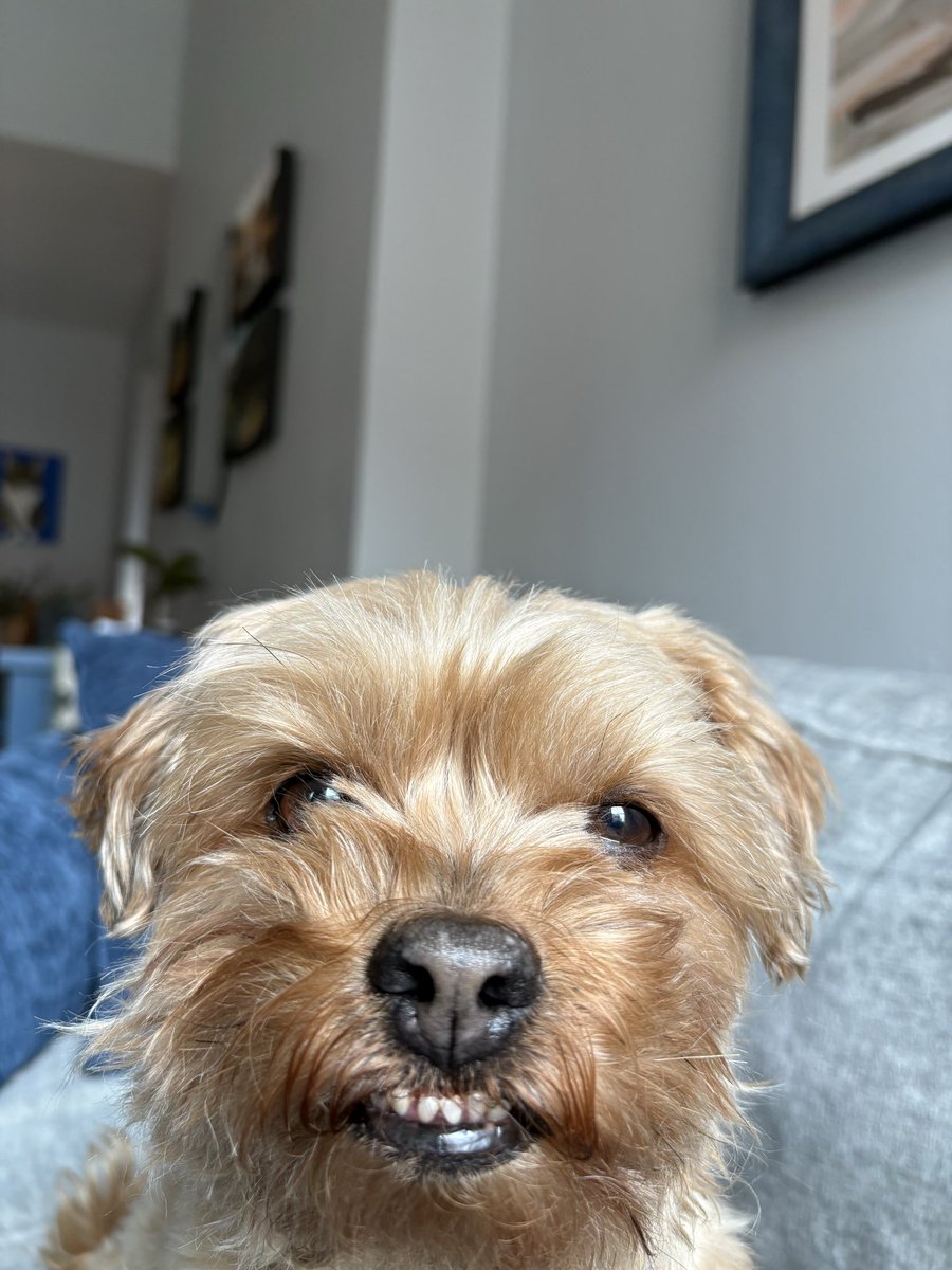 CoryGreenleaf's tweet photo. Go adopt a dog. You won’t regret it. https://t.co/44YRJy9YB0