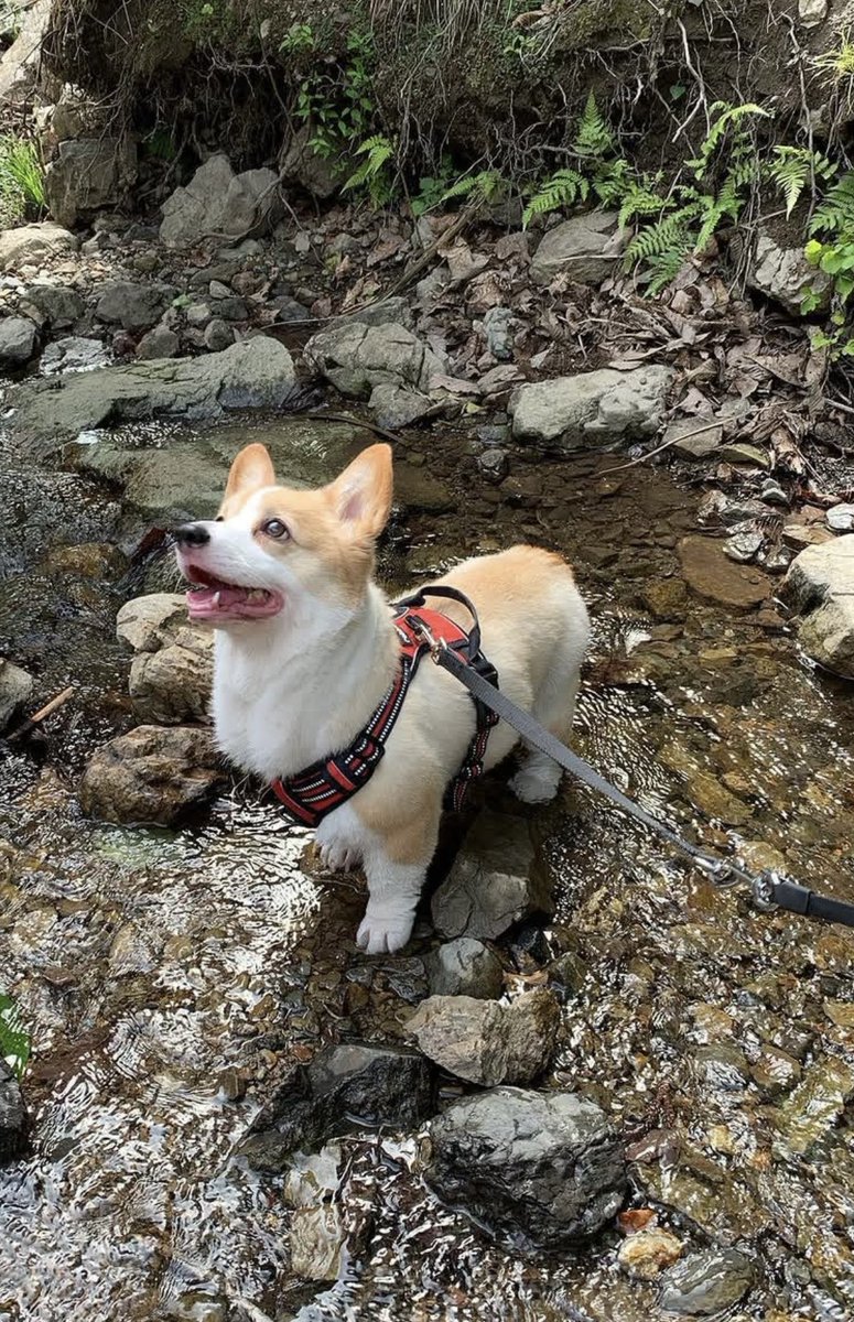 ゆう💓るい☘️の飼い主👩 tweet media