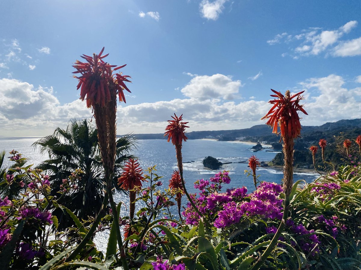 伊豆色 tweet media