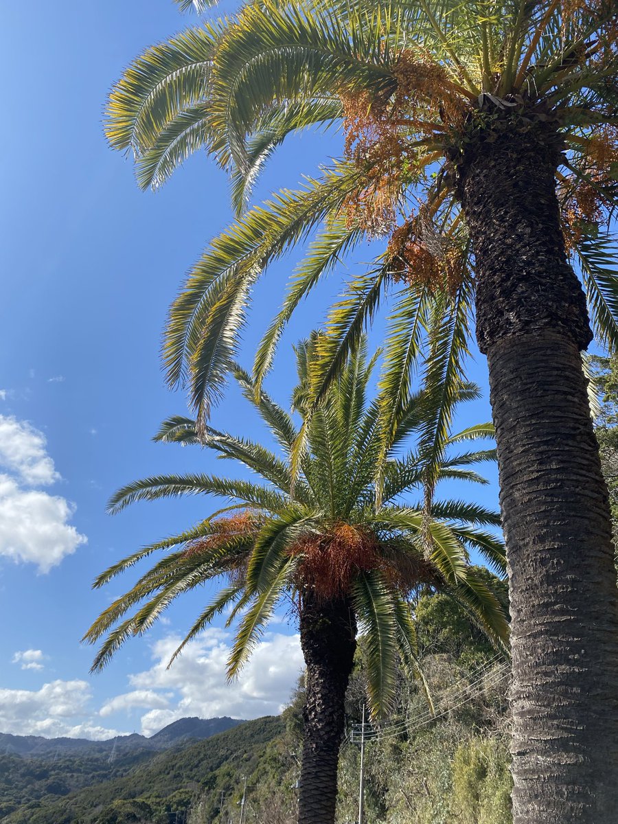 伊豆色 tweet media