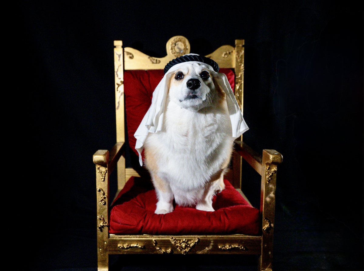 corgi_tumugi's tweet image. 石油王ガチャ🥹😹
#SNOW #PR