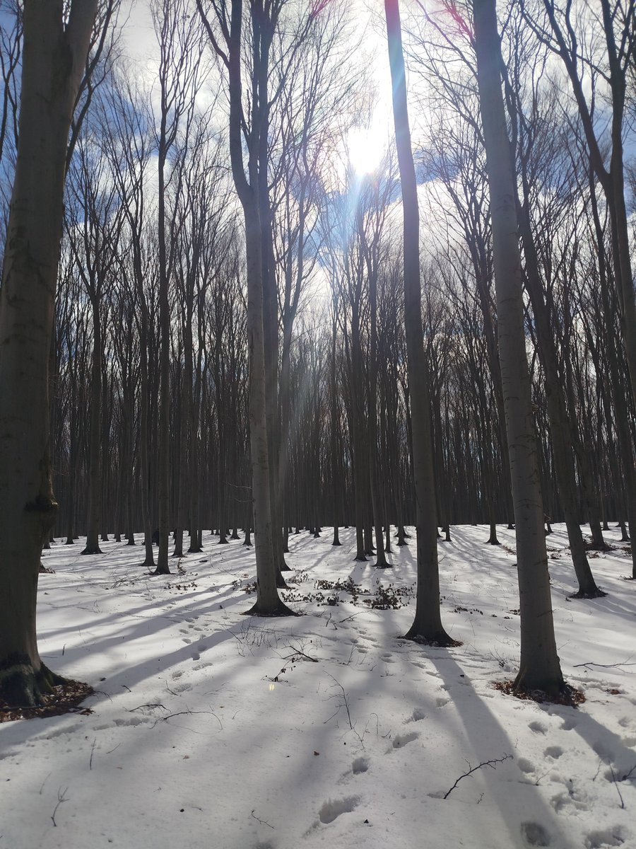 RNP_Romsilva's tweet image. ❄📸 Peisaje de iarnă târzie în pădurile administrate de Ocolul Silvic Pătrăuți din cadrul Direcției Silvice Suceava.

ℹ️ Direcția Silvică Suceava administrează, prin intermediul celor 24 de ocoale silvice, peste 340.500 de hectare

#romania #România #forestry #forest #Păduri