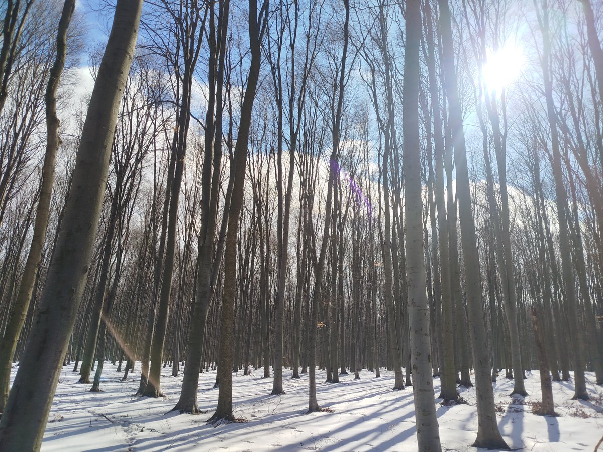 RNP_Romsilva's tweet image. ❄📸 Peisaje de iarnă târzie în pădurile administrate de Ocolul Silvic Pătrăuți din cadrul Direcției Silvice Suceava.

ℹ️ Direcția Silvică Suceava administrează, prin intermediul celor 24 de ocoale silvice, peste 340.500 de hectare

#romania #România #forestry #forest #Păduri