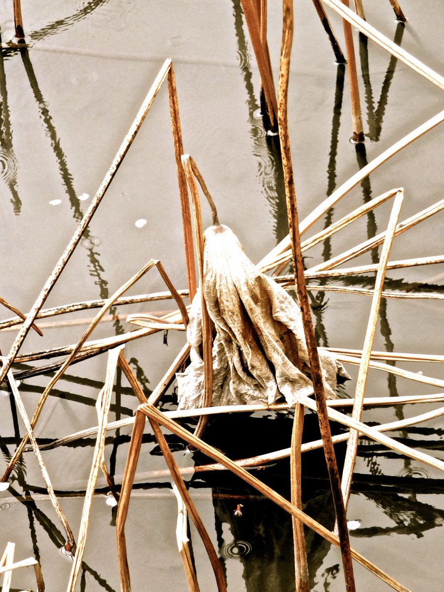 Jūratė Naujokaitė tweet media