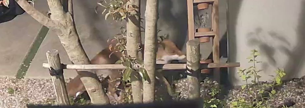 午前3時の来訪者🦊
庭の亀たちは無事でした