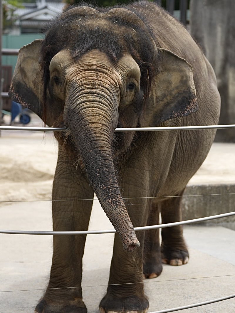 しろねこ tweet media