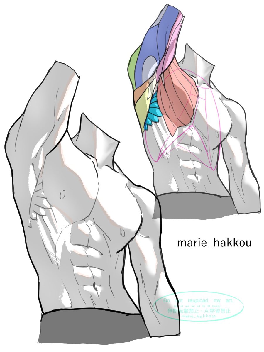 まりーむ@筋肉の絵描き tweet media