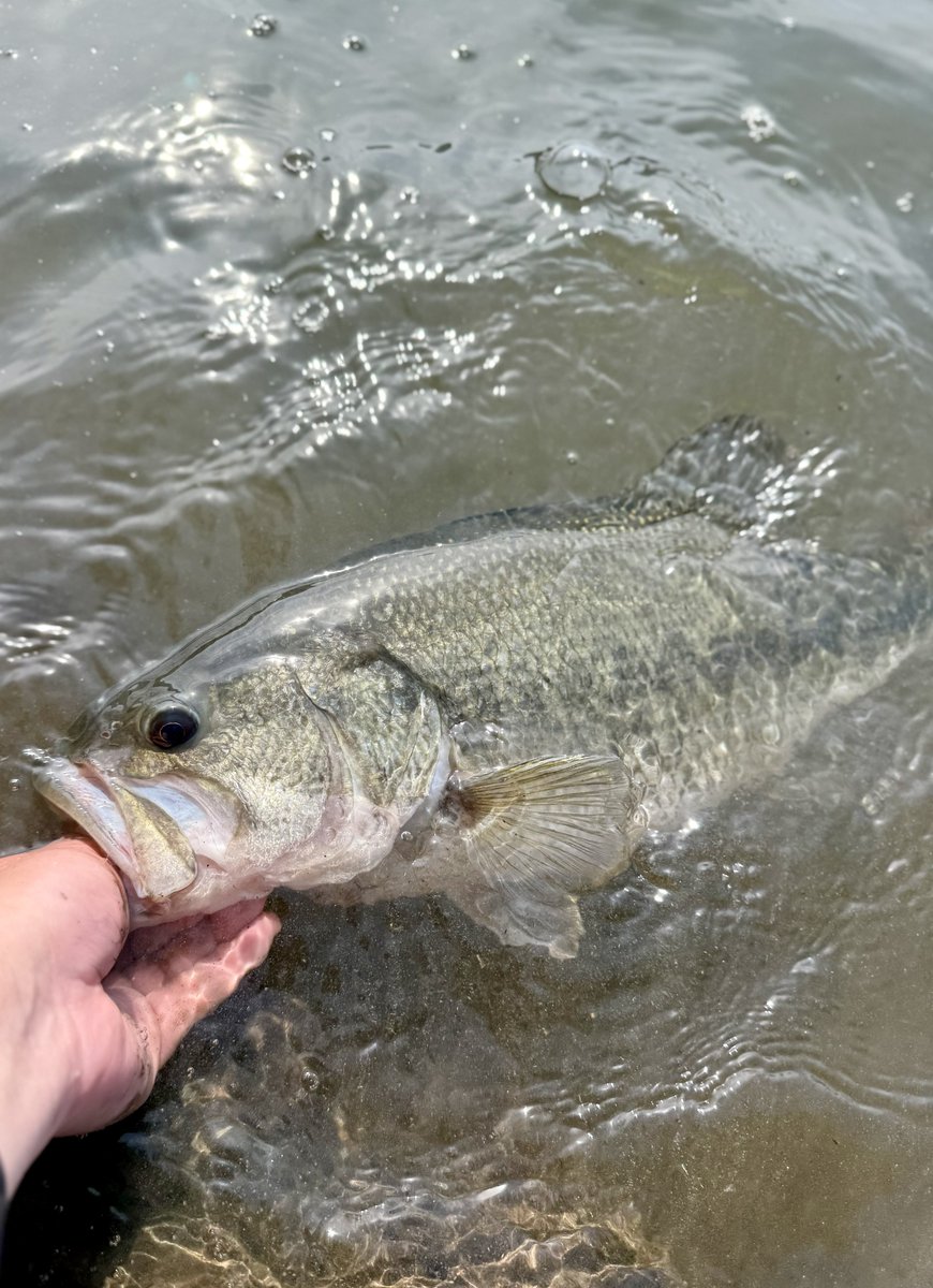 OX_Bassfishing's tweet photo. 春恒例の相模湖（島田）オカッパリ🥾🎣
昼からスタートして50⬆️✖️2本
45⬆️✖️3本と春爆💥
帰り道事故るんじゃないかとビクビクしながら無事帰宅〜 https://t.co/Ls0gSDBuRU