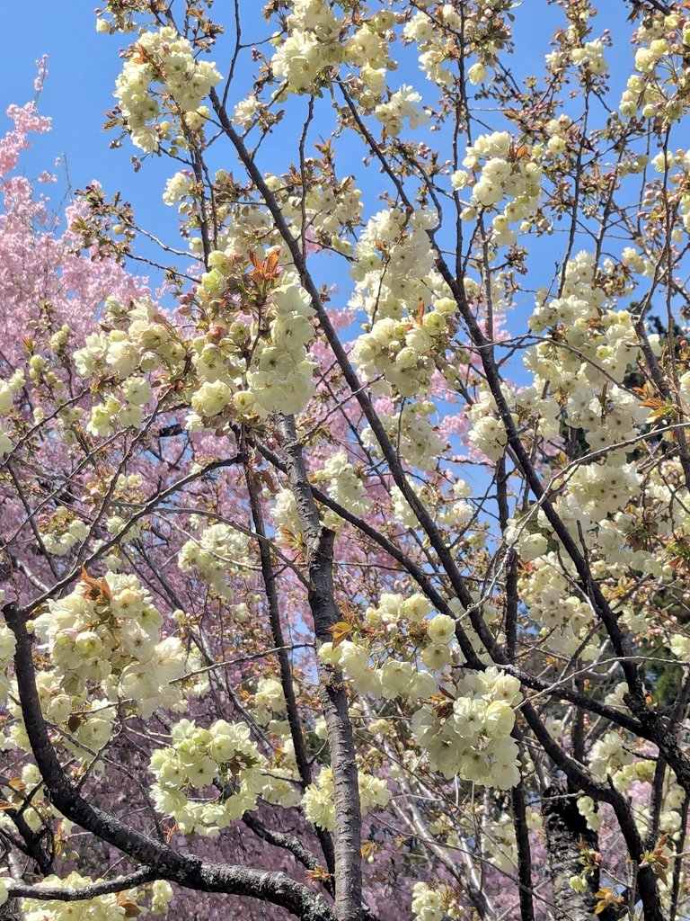 Hi_gokigen's tweet photo. 山梨 昇仙峡へ🚙💨💨
🌿新緑が美しい仙娥滝
🌸金櫻神社は鬱金の桜が満開🪙✨️
無病息災の御守をいただきました🐺💕 https://t.co/SjveLScDtK