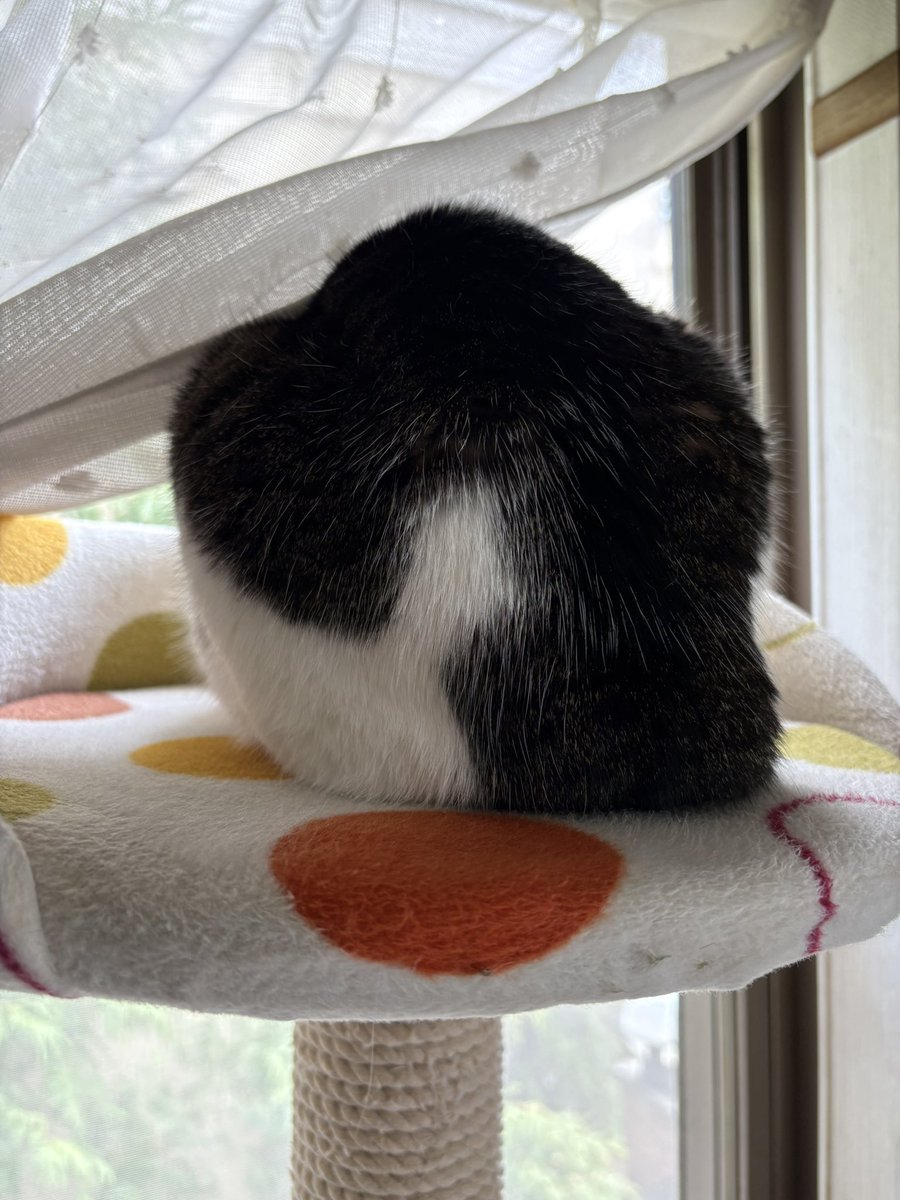 お写真📸全力拒否

#猫
#猫のいる暮らし