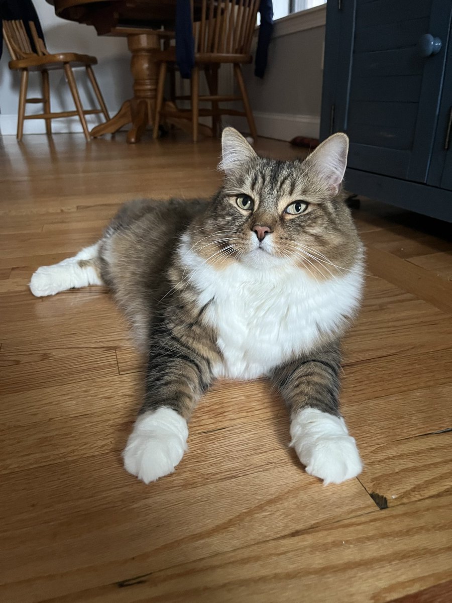 CoryGreenleaf's tweet photo. Or a cat https://t.co/v0thZIEKNM