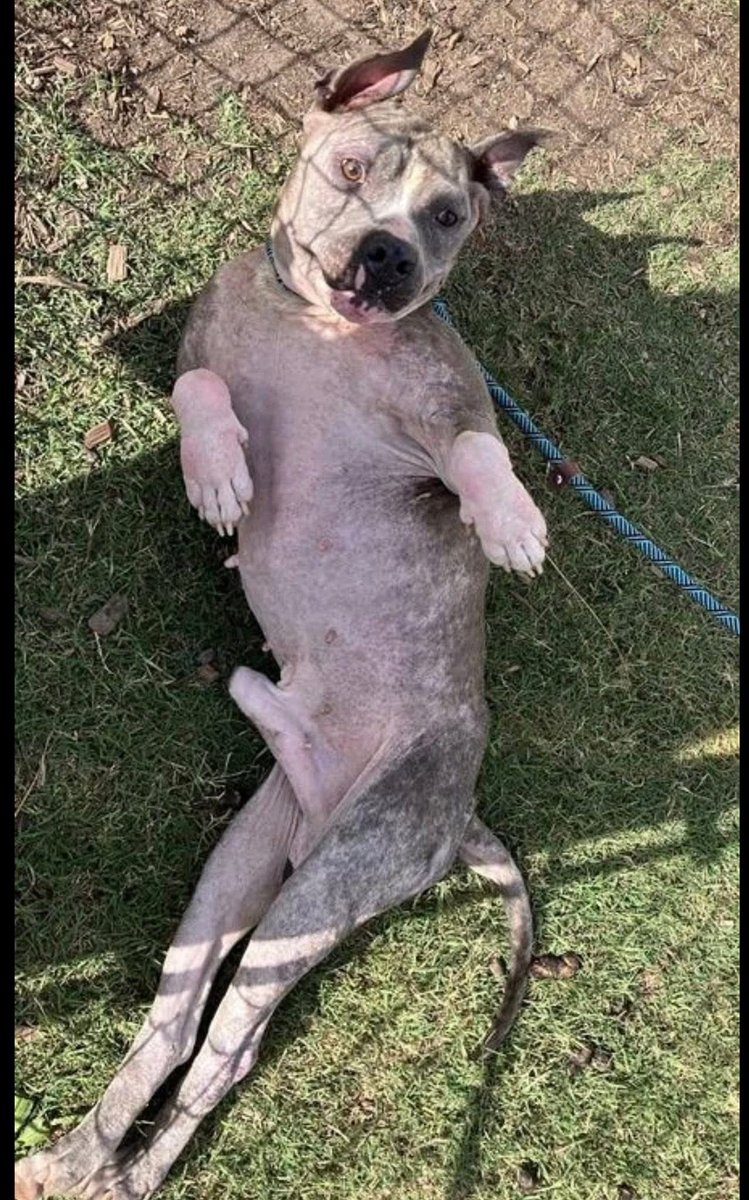LisaBrabson's tweet image. RHINO #A338926 7yo 
"Come on,even though my hair is sparse,my skin  a bit raw,I'M STILL DOGGONE CUTE AREN'T I "
He is absolutely adorable!
Treatable skin condition,hip displaysia,abrasions,skinny
Won't u plz #Pledge4Rescue or even better #Adopt or #Foster him #CorpusChristiACS