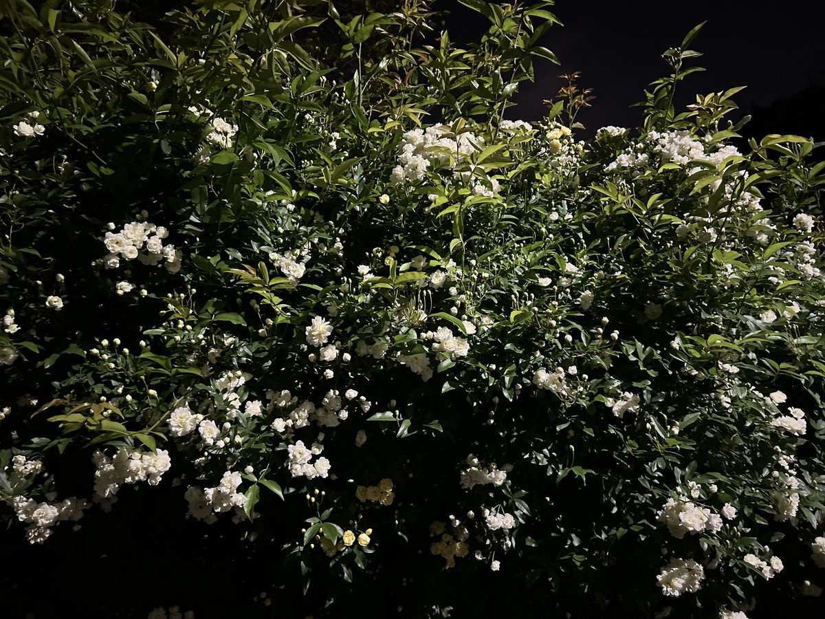 ひいらぎ tweet media