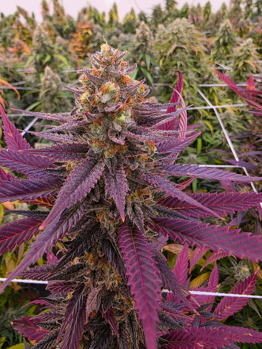 High Times tweet media