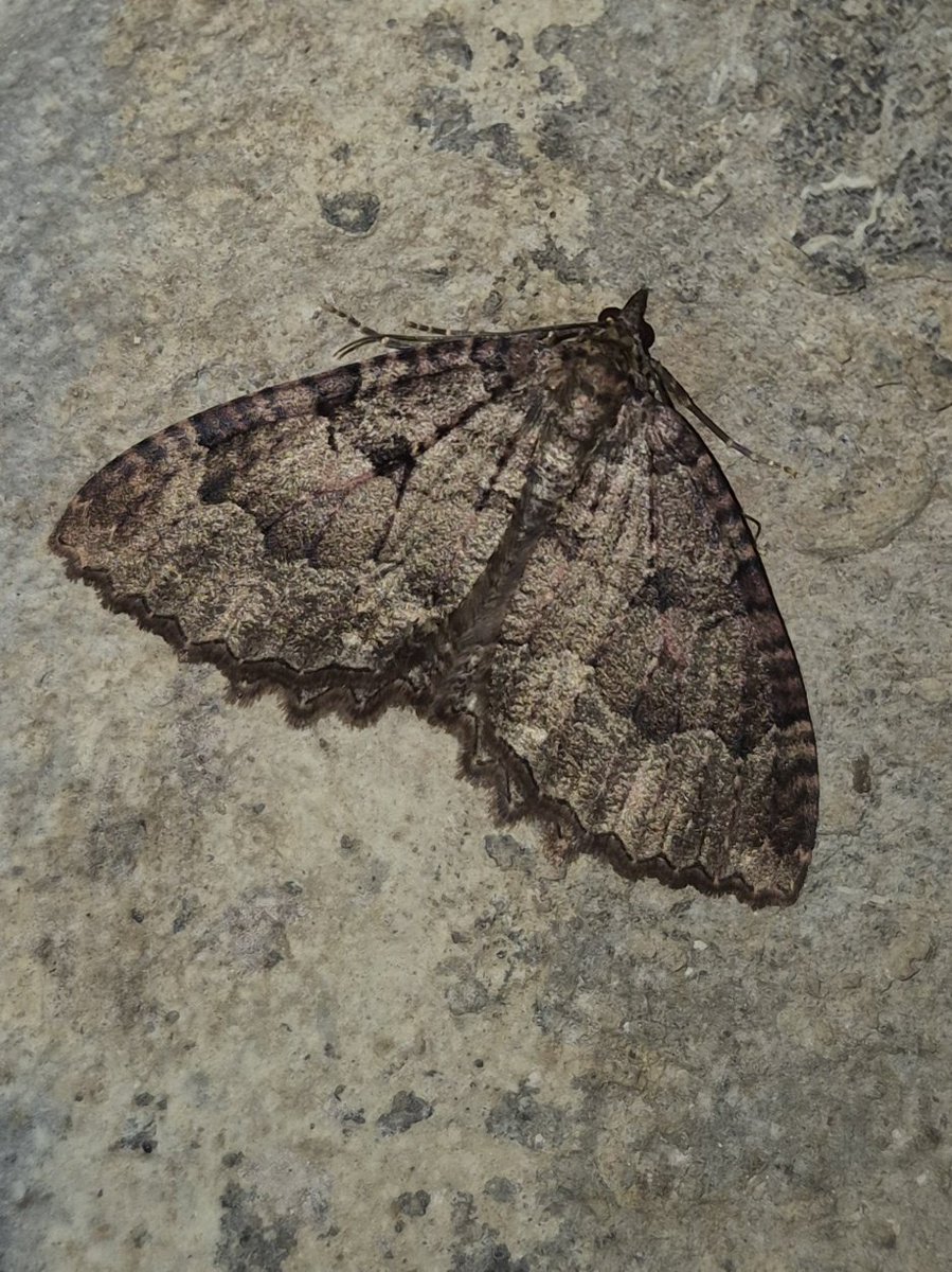 cormac_mcginley's tweet image. A small moth on a cave wall - no idea what species this is but hasn't it got a lovely pattern and fringe 😍
County Clare, Ireland.

Cormacscoast.com walking tours