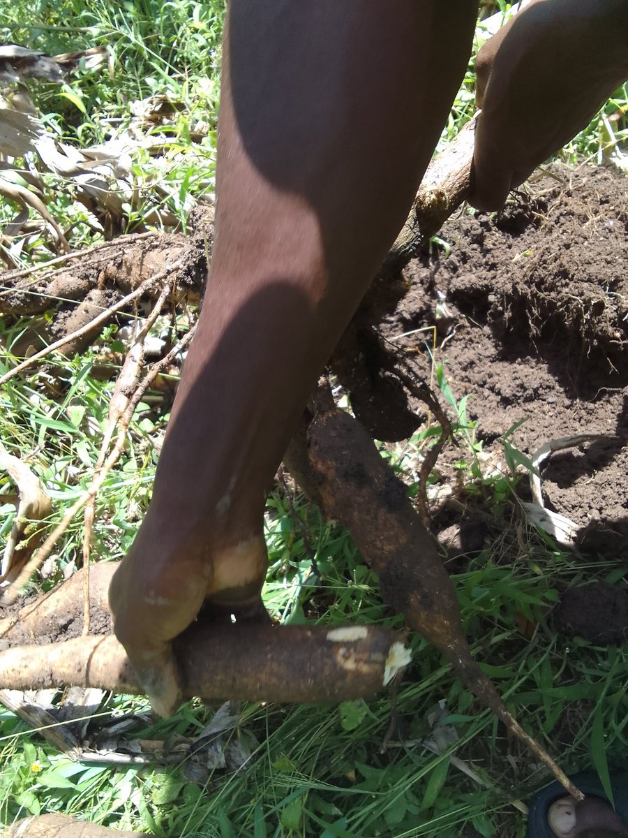 Son of a Farmer. tweet media