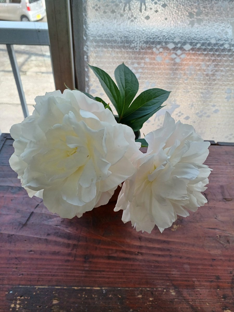 小泉毬藻 tweet media