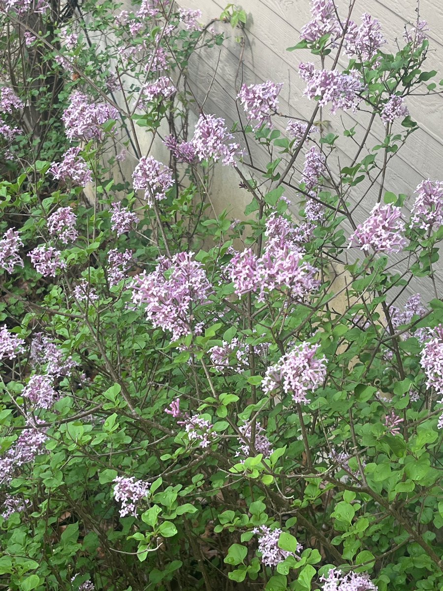 Nicki Jacobsmeyer tweet media