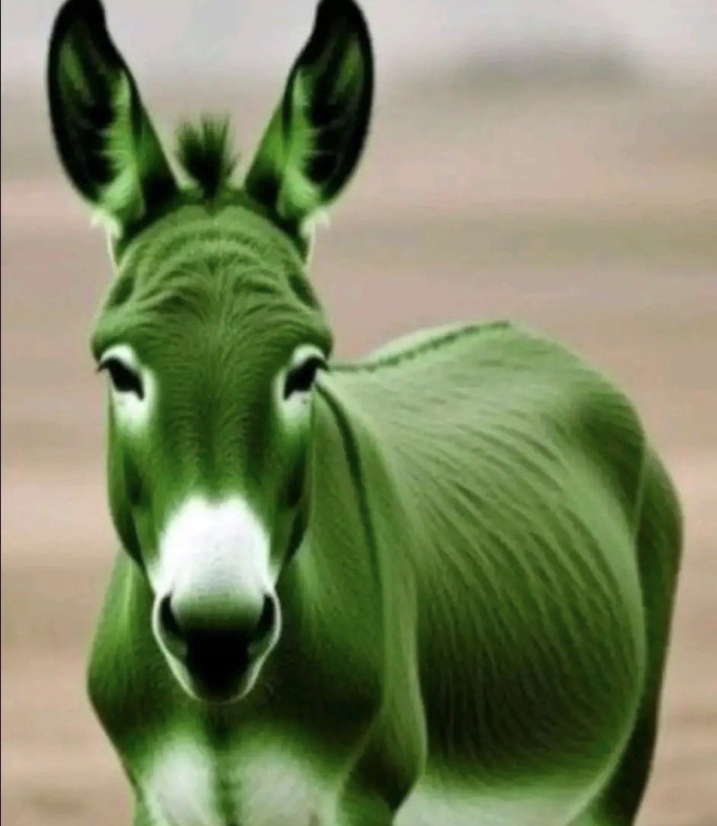 ﮼حمده tweet media