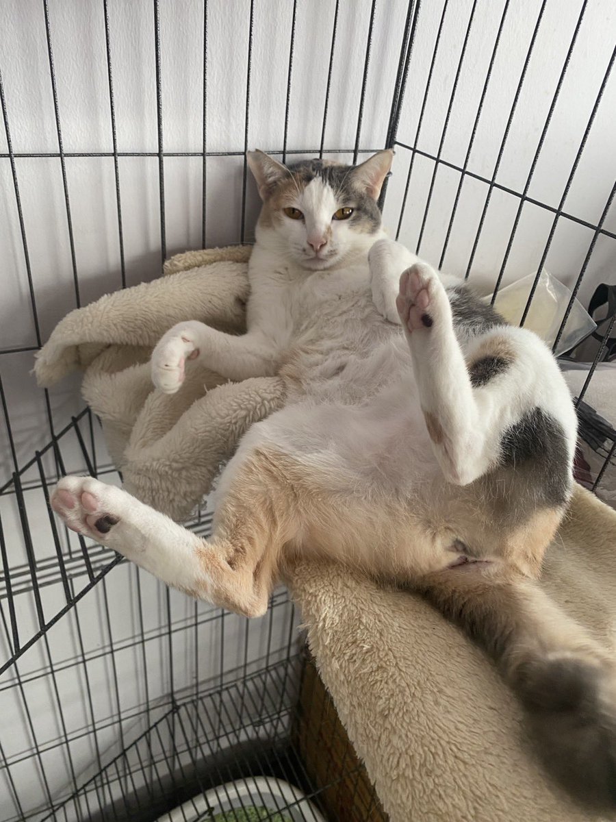 JohnJud | CUVET Animal Welfare Club tweet media