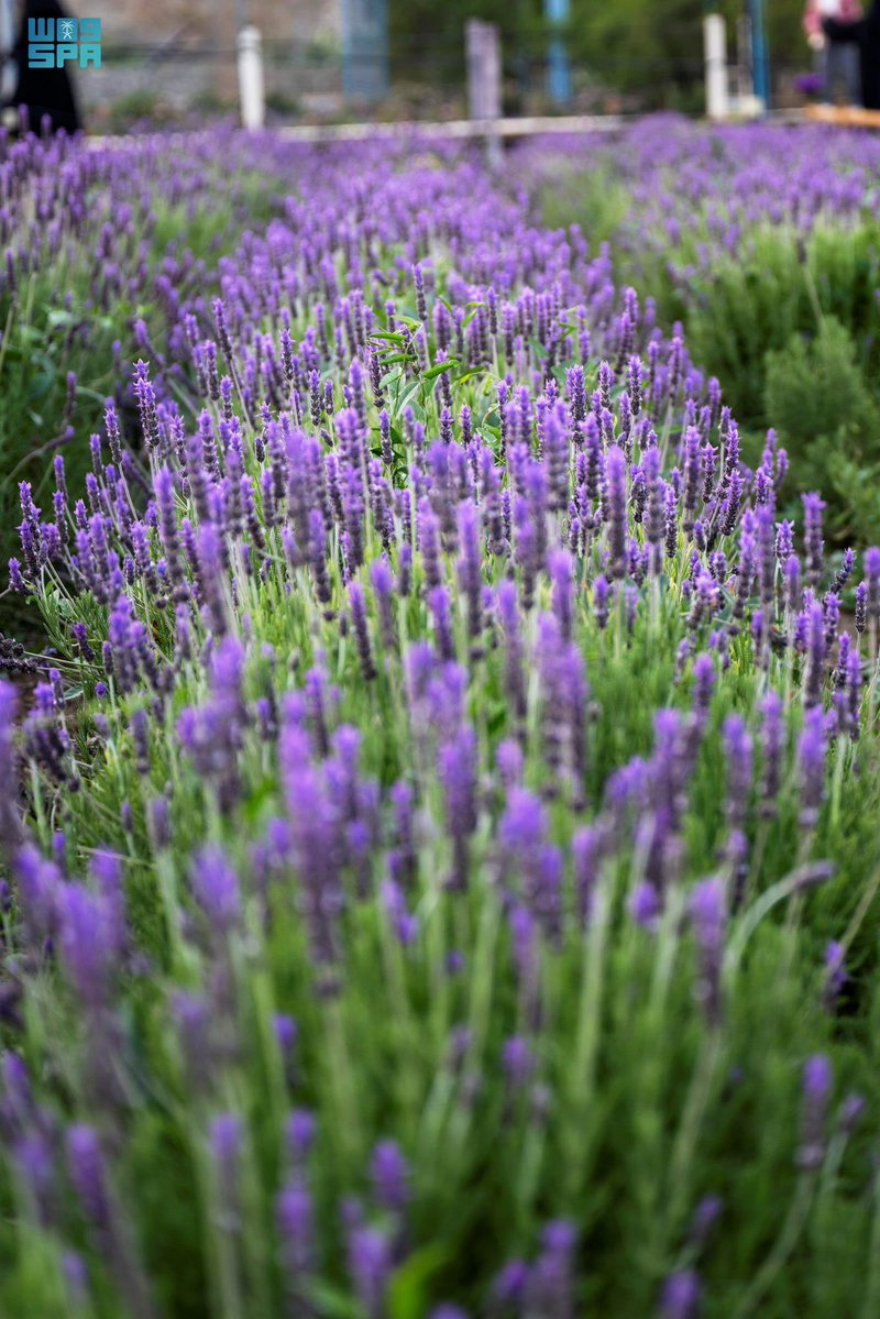 المملكة tweet media