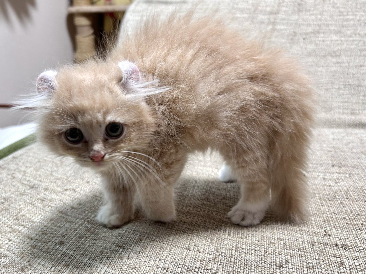 ちゃろこ🐈 tweet media