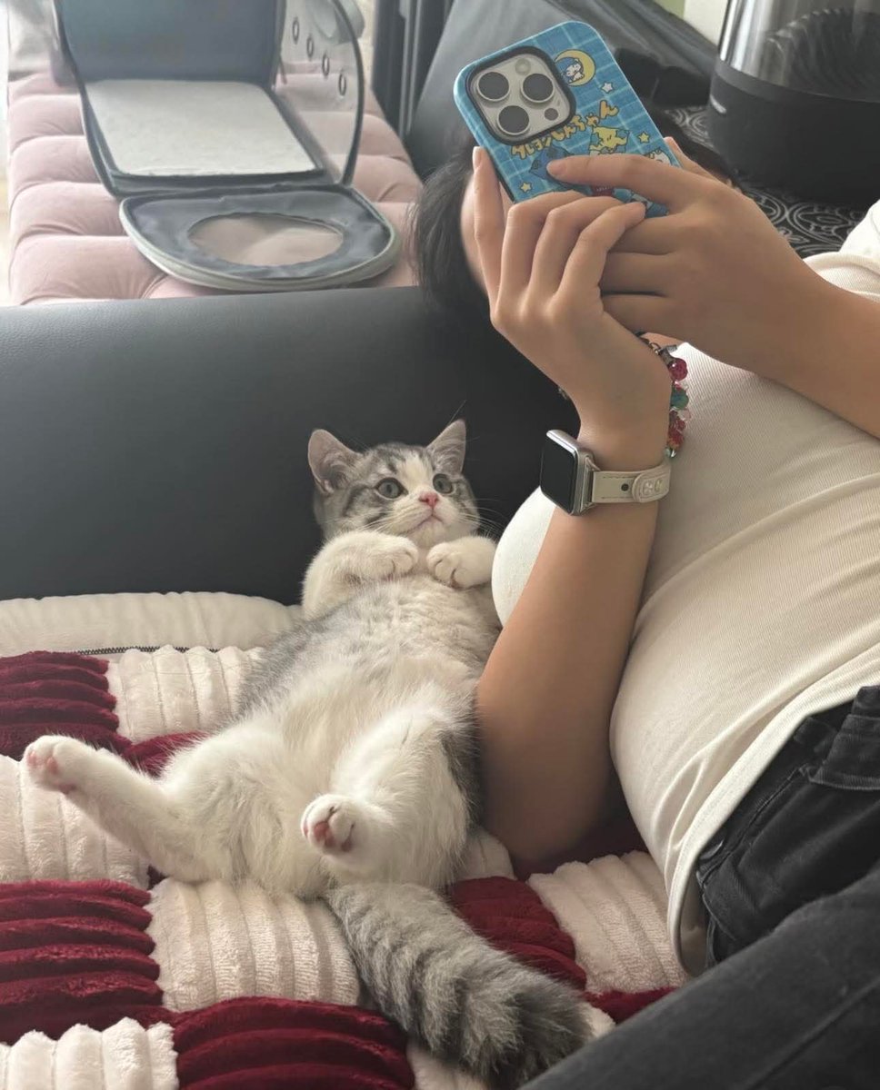 The Cats 𝕏 tweet media