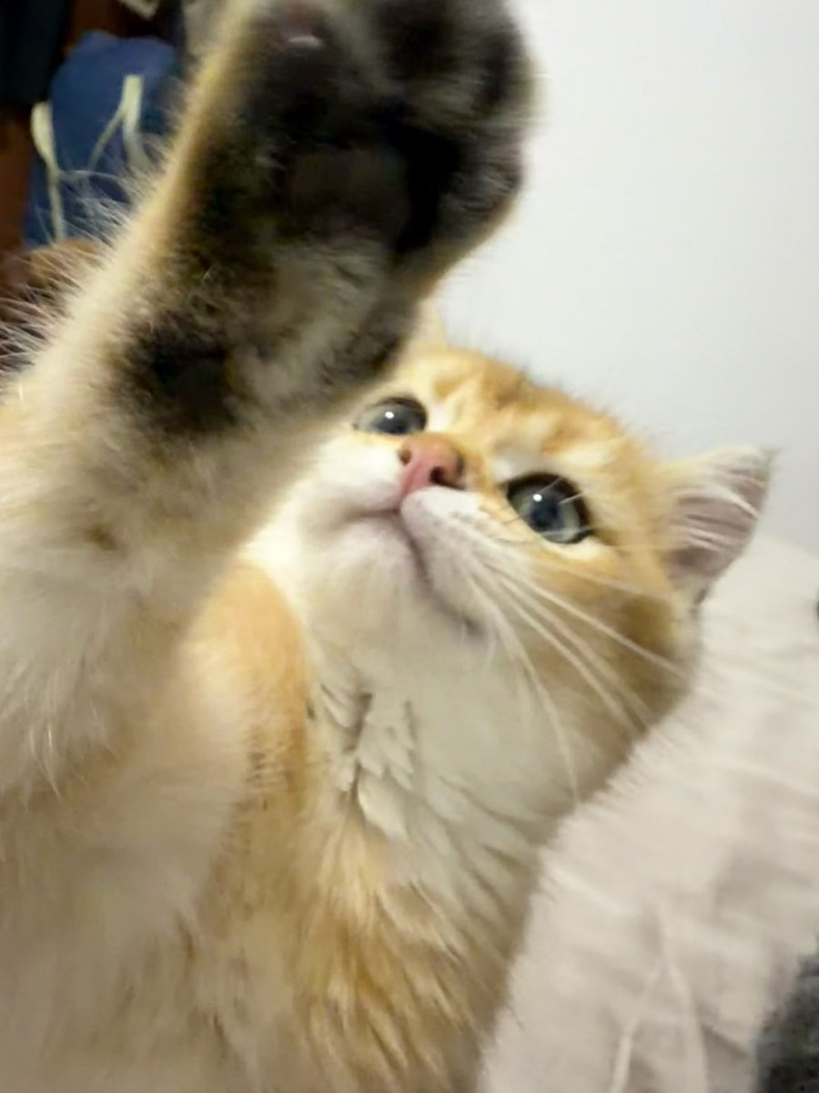 乌萨奇 tweet media