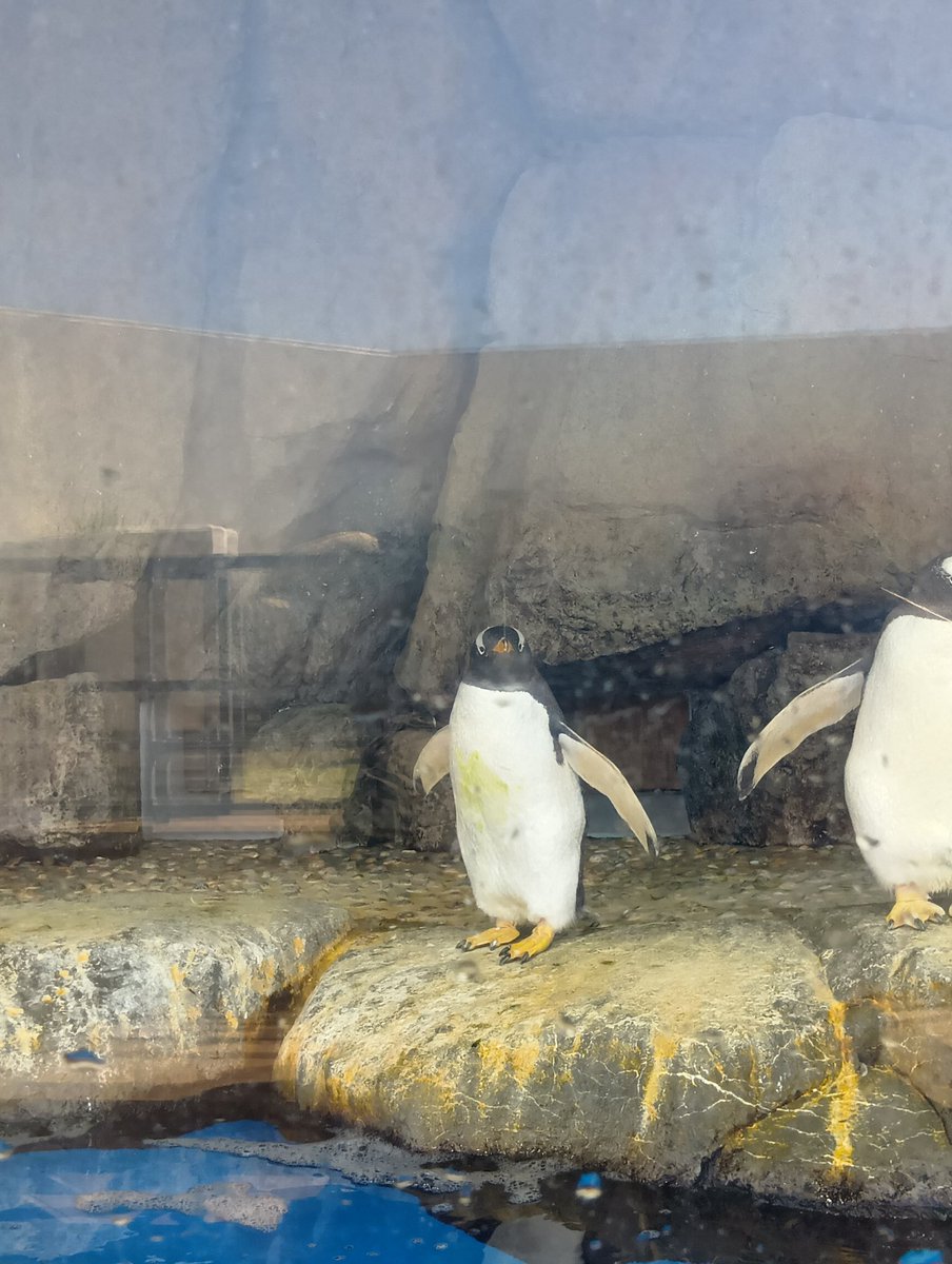 来世はペンギンがいい人 tweet media