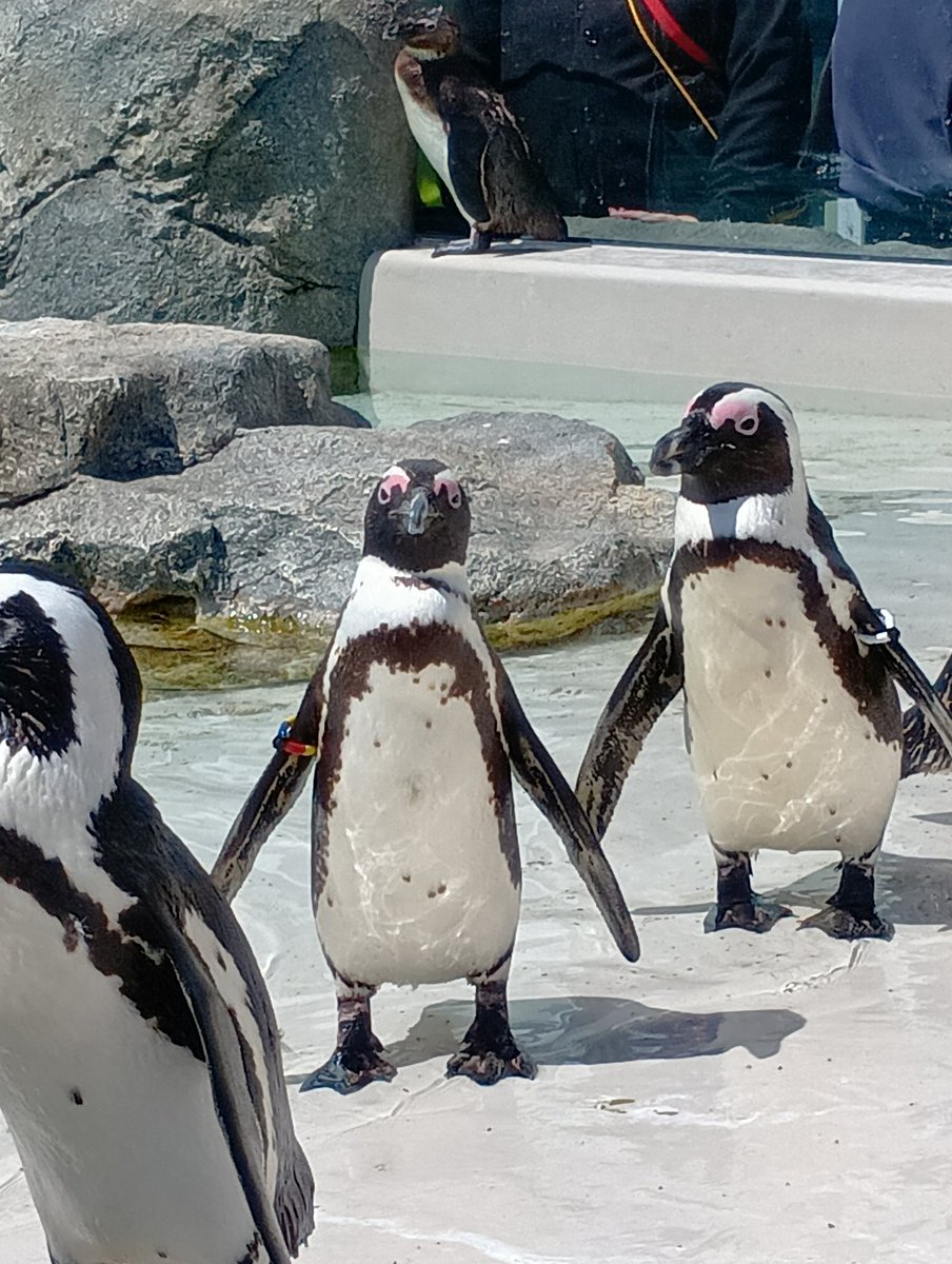 来世はペンギンがいい人 tweet media