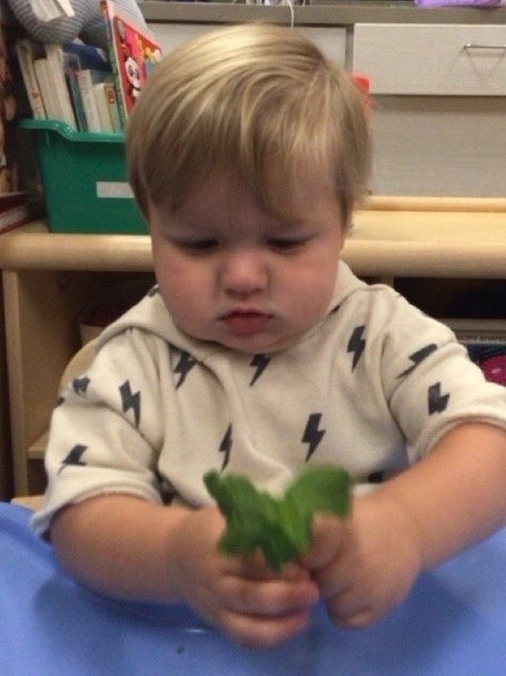 LittleEaglesCLA's tweet image. It’s #WOYC26 Tasty Tuesday, and the Ducklings class is exploring herbs this morning—cilantro, mint, and rosemary! #RISDecs #RISDDreamBig
