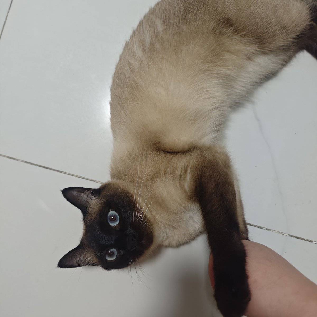 把吉伊煎成饼 tweet media