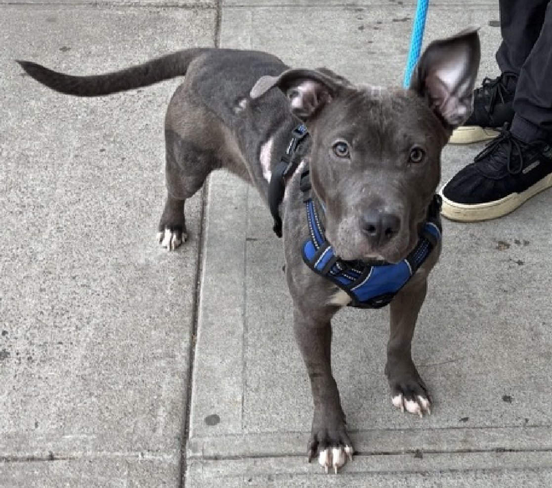 NMBewitched's tweet image. Flipflop💔🔥🎯
New Dog on the Block 
nycacc.app/#/browse/251439 
Rescue Only 
#FosterMe 

10 mos old, he lived on the streets
Dog reactive because he had to protect himself, the scars show it did not always work 

Healthy weight, smart boy found someone to help 
He failed his