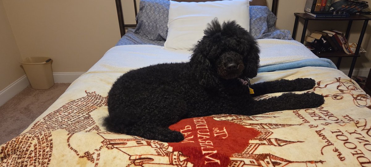 DemonicPersona's tweet photo. Dog likes Harry potter blanket <3
#harrypotter 
#labradoodle https://t.co/ucX7aaYAk6